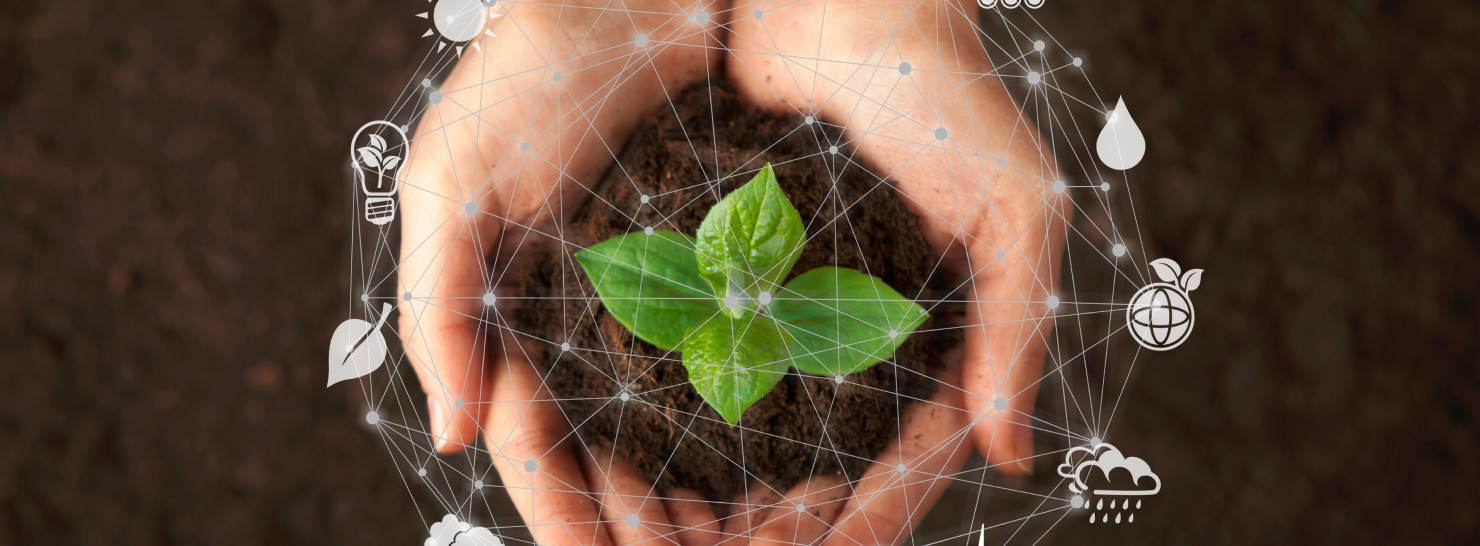 plant in hand