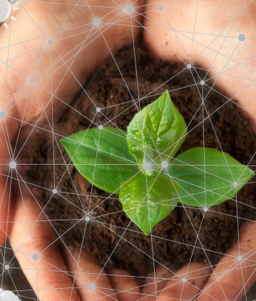 plant in hand